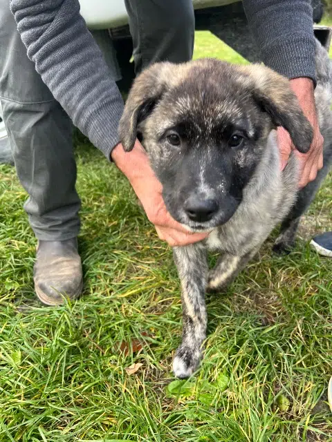 chien lost   30150 Sauveterre Koda