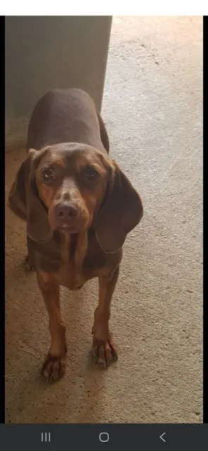 chien lost   30800 Saint-Gilles Lindt