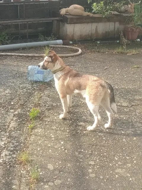 chien lost   30230 Bouillargues Litchi