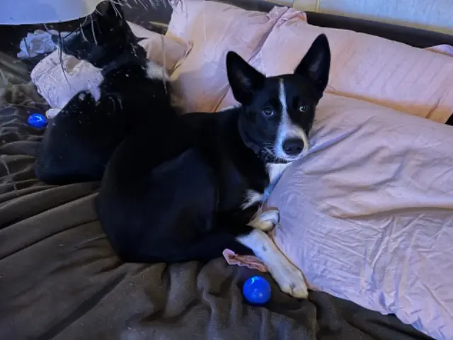 chien lost   30129 Redessan Loulou