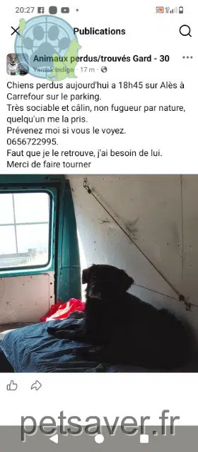 chien lost   30100 Alès Louping