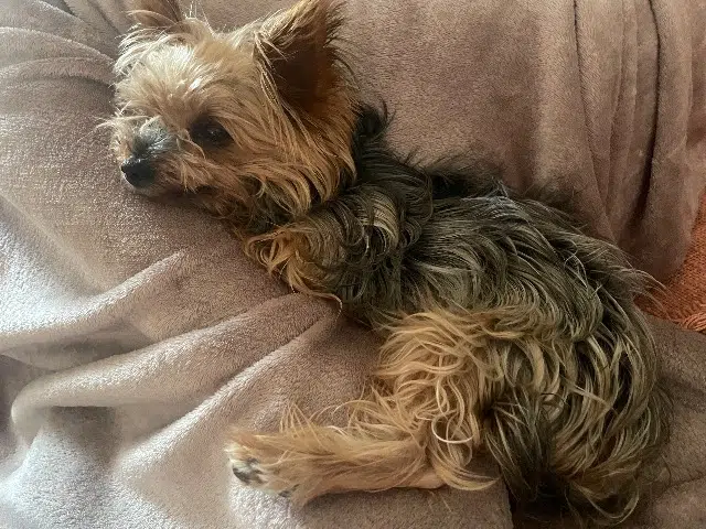 chien lost   30170 Saint-Hippolyte-du-Fort Mano