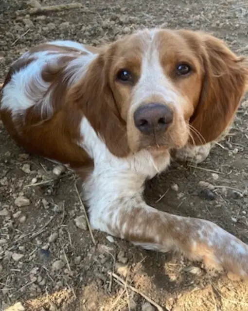 chien lost   30610 Sauve Mimo