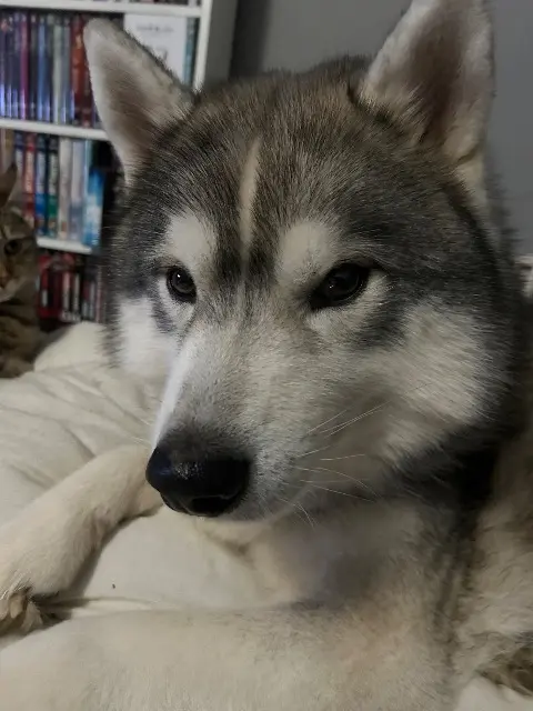 chien lost   30200 Bagnols-sur-Cèze Nouka