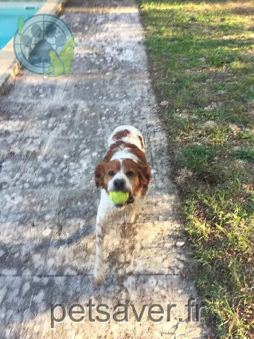 Chien Perdu 30 Gard Nîmes - Iguan Chien Perdu 30 Gard Nîmes - Iguan