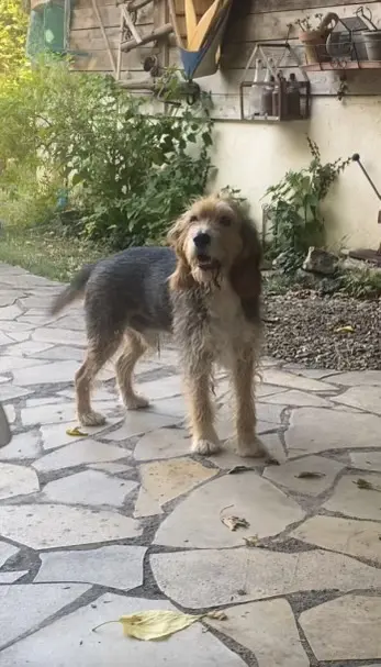 Chien Perdu 30 Gard Nîmes - Jack Chien Perdu 30 Gard Nîmes - Jack