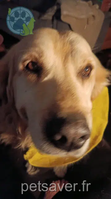 chien lost    Nîmes Nogan