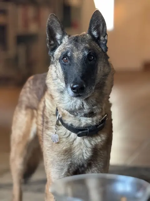 chien lost   30340 Saint-Privat-des-Vieux Ody