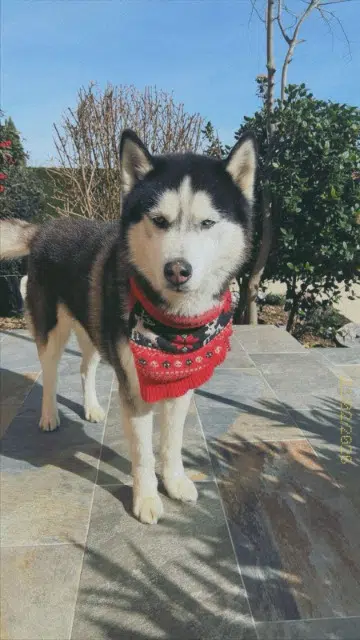 chien lost   30100 Alès Oreo