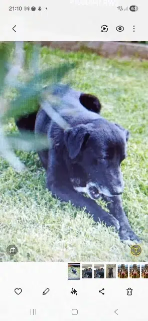 hond vermist 30129 Manduel Osky hond lost 30129 Manduel Osky