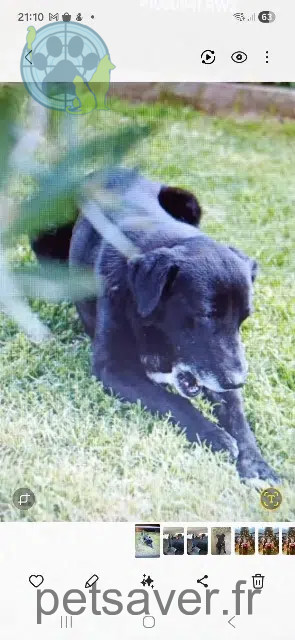 dog lost 30129 Manduel Osky dog lost 30129 Manduel Osky