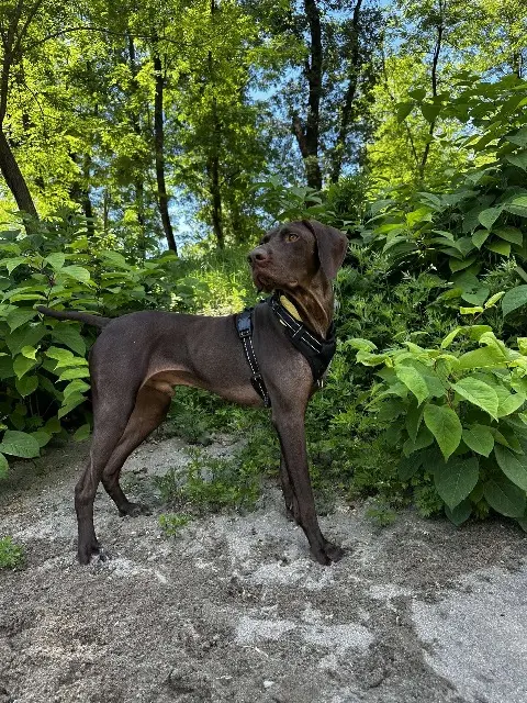 chien lost   30100 Alès Paulka