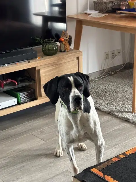 chien lost   30380 Saint-Christol-lez-Alès Phoenix