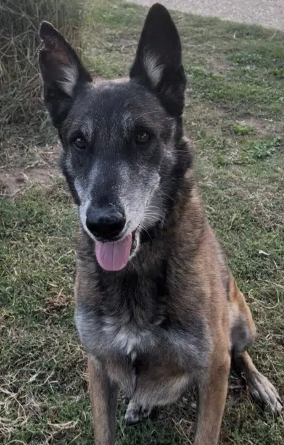 chien lost   30330 Connaux Riggs