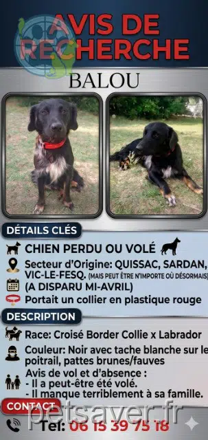 chien lost   30190 Sainte-Anastasie Balou