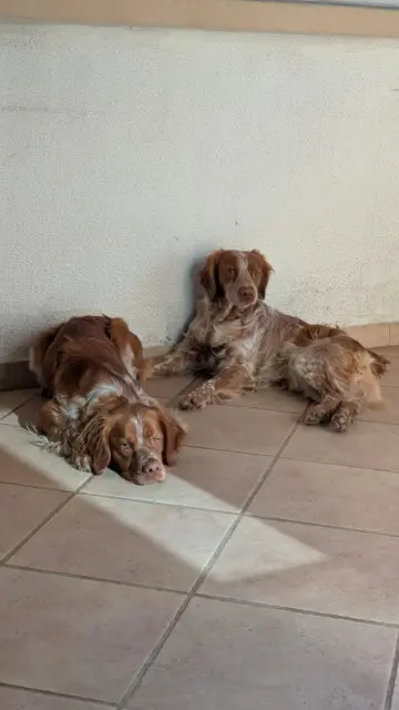 chien lost   30500 Courry Saxo et Vadrouille