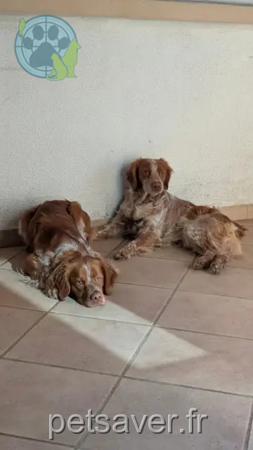 cane perso 30500 Courry Saxo et Vadrouille cane lost 30500 Courry Saxo et Vadrouille