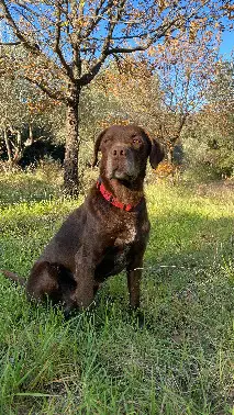 Chien Perdu 30 Gard Serviers-et-Labaume - Rox