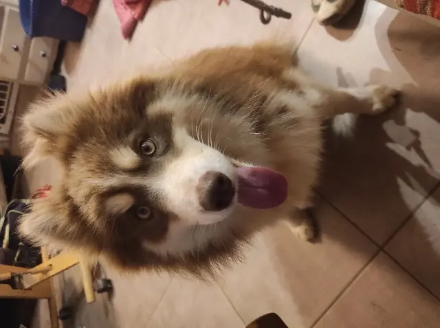 chien lost   30260 Corconne Silver Ace alias Piki