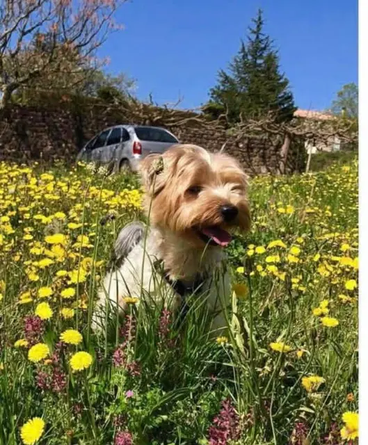 chien lost   30670 Aigues-Vives Syl