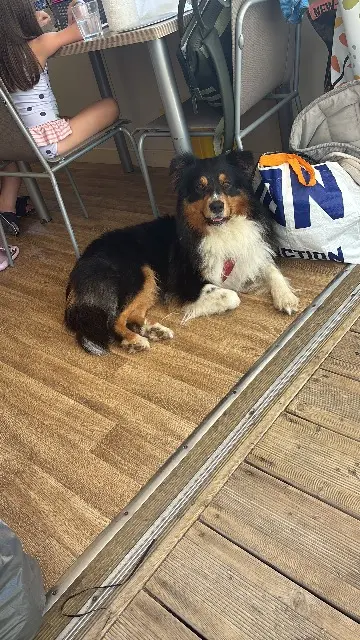 chien lost   30240 Le Grau-du-Roi Tatsu