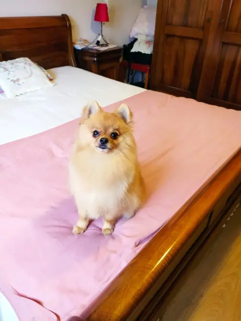 chien lost   30320 Marguerittes Teddy