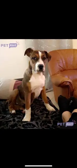 chien lost   30100 Alès Tyron