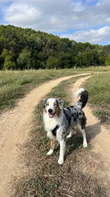 chien lost   30660 Gallargues-le-Montueux Ully