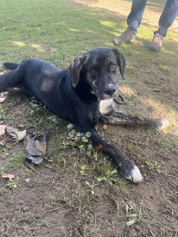 Chien Perdu 30 Gard - Ulysse Chien Perdu 30 Gard - Ulysse