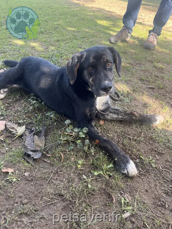 Chien Perdu 30 Gard - Ulysse Chien Perdu 30 Gard - Ulysse