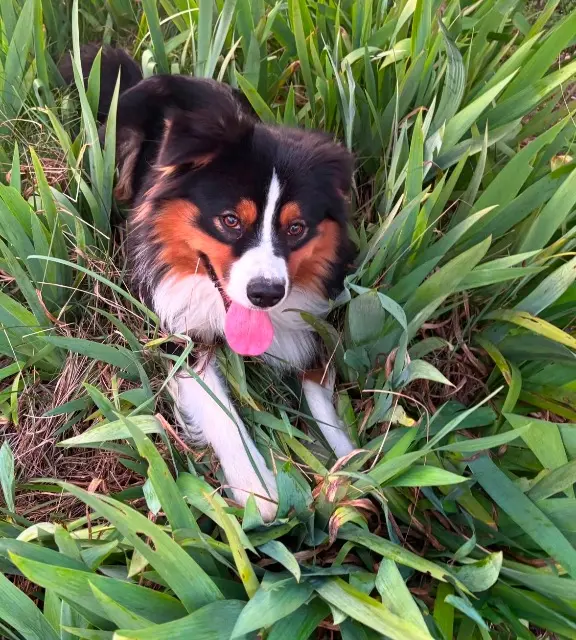 chien lost   30340 Rousson Urion