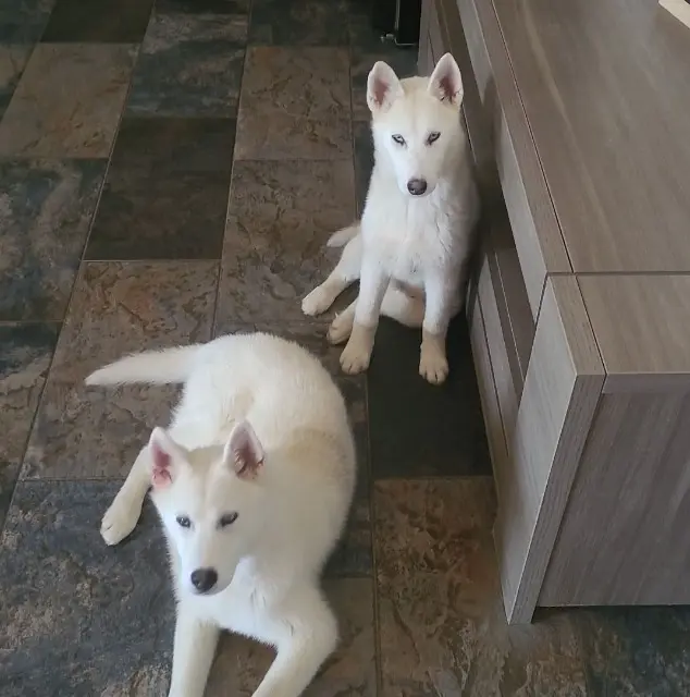 chien lost   30300 Comps Vasco