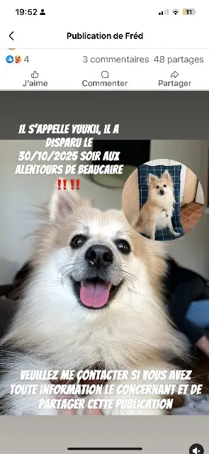 chien lost   30300 Beaucaire Yuukii