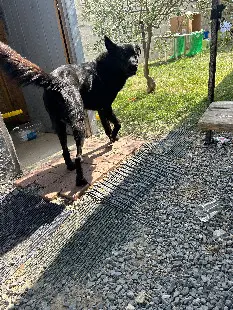 Chien Perdu 30 Gard Chien Perdu 30 Gard