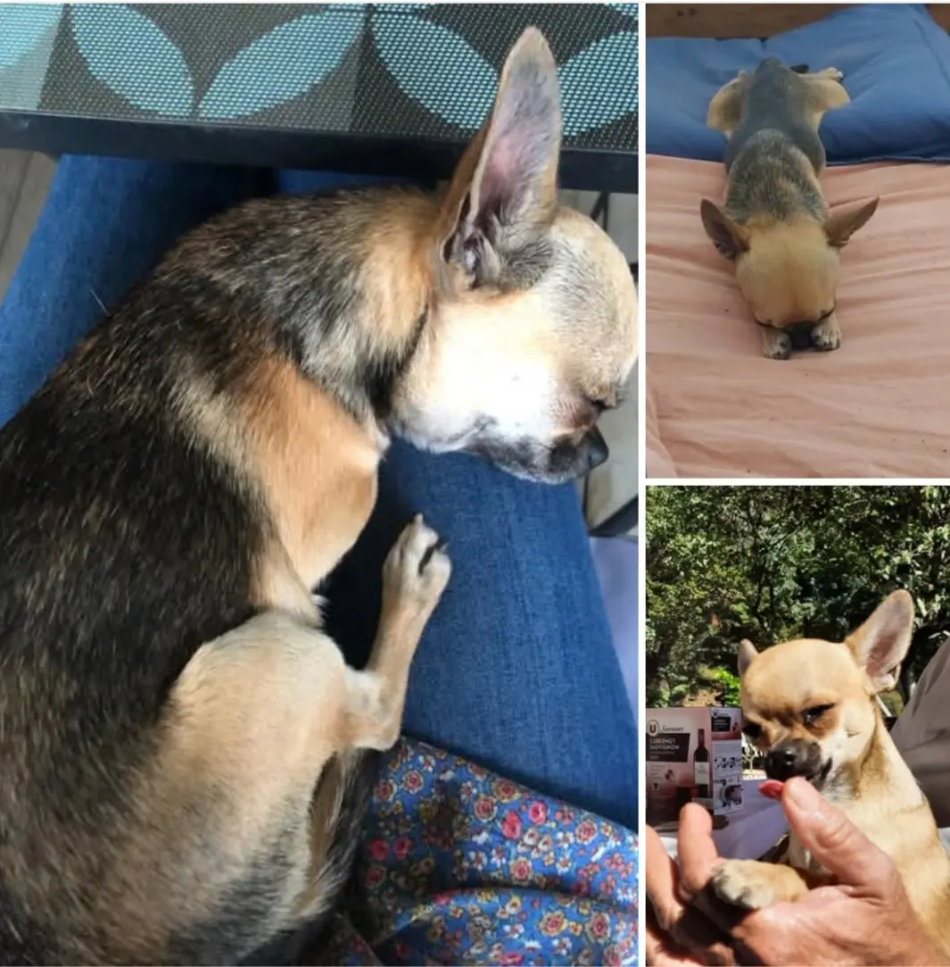 Chien Perdu 30 Gard Chien Perdu 30 Gard
