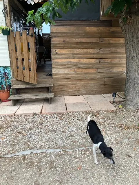 dog lost   31570 Tarabel Alvin