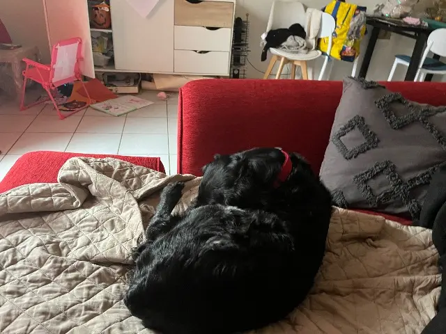 chien lost   31140 Launaguet Andy