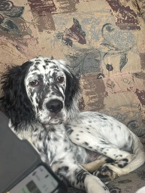 chien lost   31370 Bérat Apache