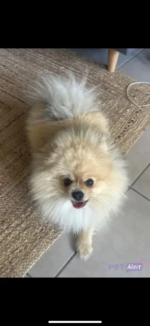 chien lost   31180 Rouffiac-Tolosan armanie