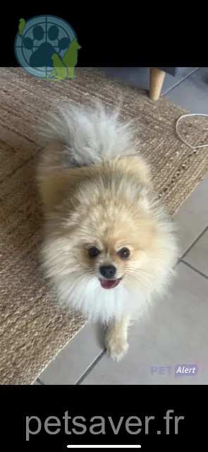 perro perdido 31180 Rouffiac-Tolosan armanie perro lost 31180 Rouffiac-Tolosan armanie