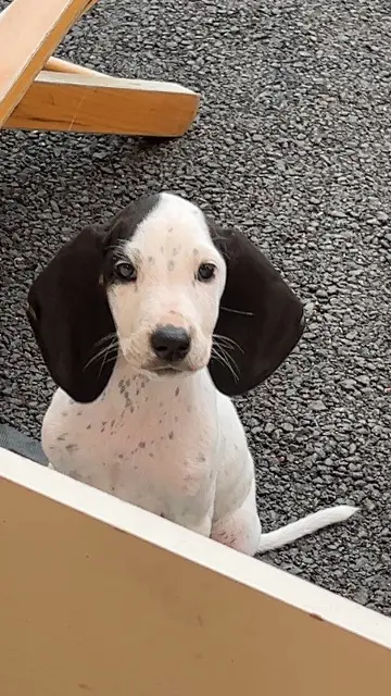 chien lost   31800 Saint-Gaudens Aïko