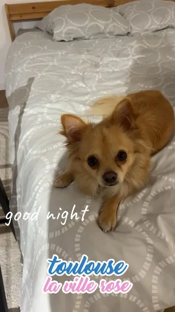 chien lost   31600 Muret Beuz