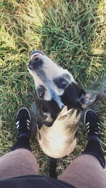 chien lost   31190 Auterive Billy