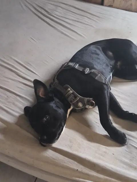 chien lost   31620 Villaudric Celtik