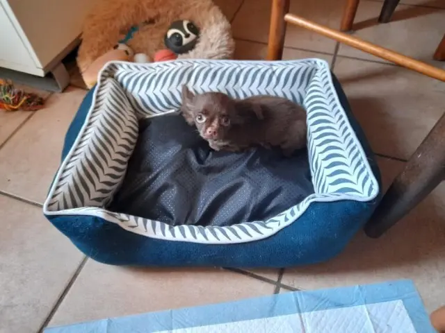 chien lost   31600 Muret Chihuahua