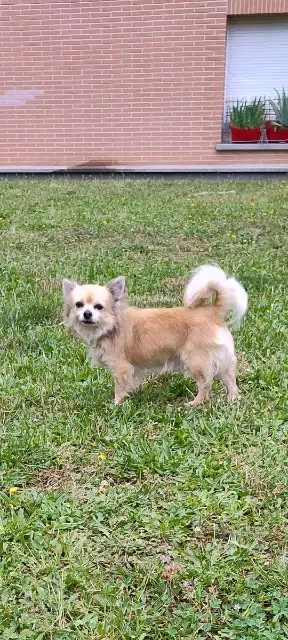 chien lost   31600 Muret Chikitin