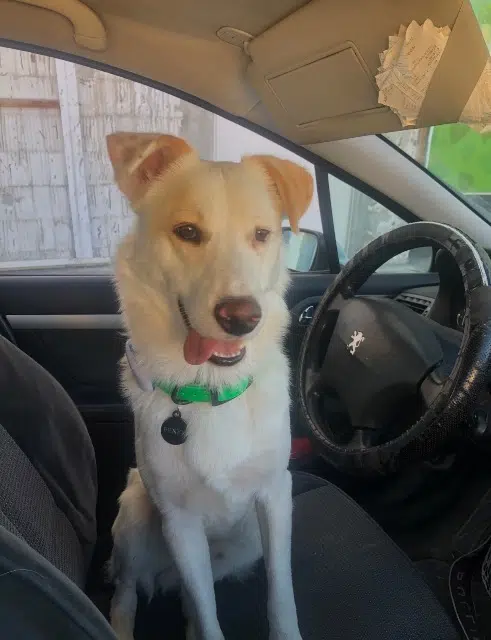 chien lost   31210 Franquevielle Fenk