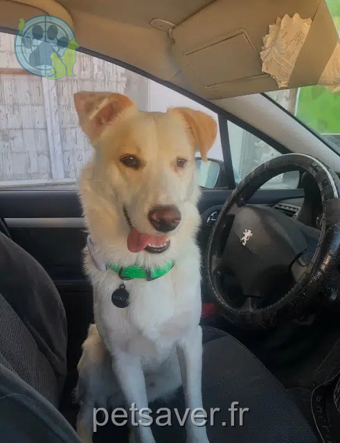 dog lost 31210 Franquevielle Fenk dog lost 31210 Franquevielle Fenk