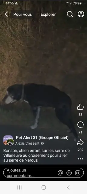 chien lost   31800 Saint-Gaudens Filou