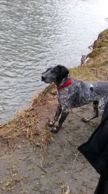 chien lost   31210 Montréjeau Flach